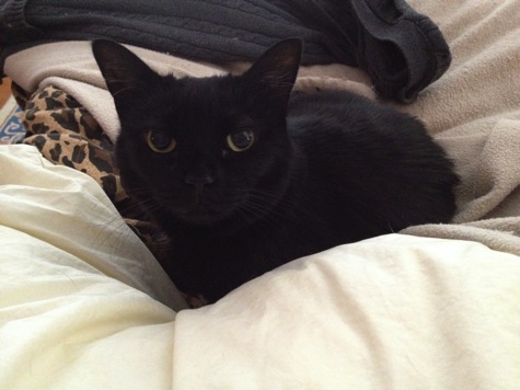 CRICKET ON THE BED.JPG CRICKET ON THE BED